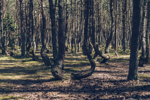Криві Дерева Танцюючого Лісу Курортній Косі Сонячний День — стокове фото