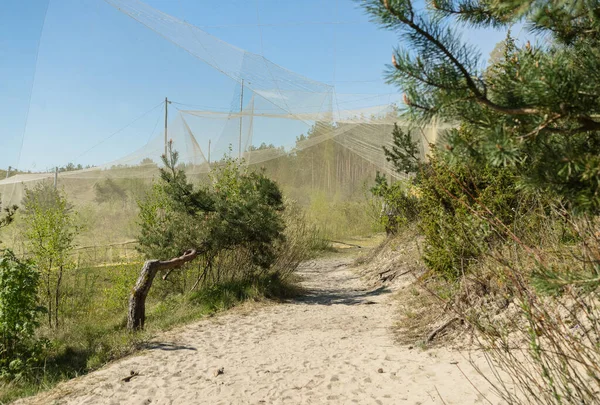 Zicht Een Van Grootste Strikken Gebruikt Voor Vogelbanding Van Fringilla — Stockfoto