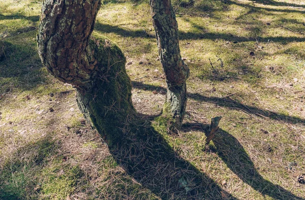 Partes Cuerpos Curvos Abetos Dentro Del Bosque Bailando Día Soleado — Foto de Stock
