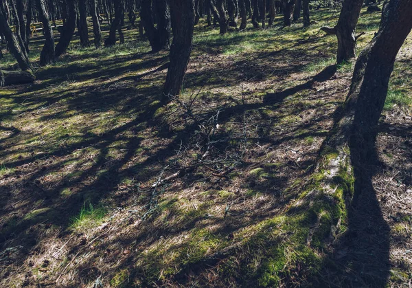 Stíny Kmeny Tančících Lesních Stromů Slunečného Jarního Dne — Stock fotografie