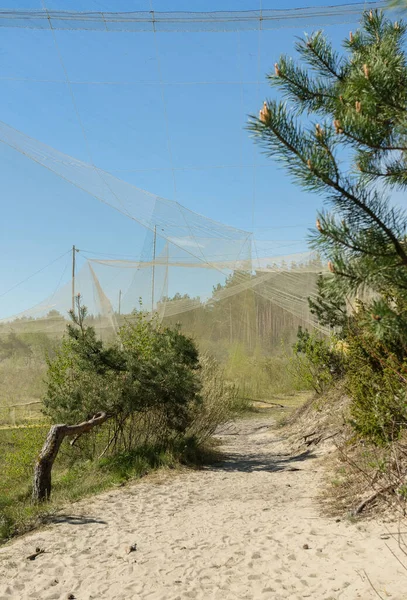 Estrecha Vista Gran Trampa Aves Puesto Ornitología Fringilla Que Estudia —  Fotos de Stock