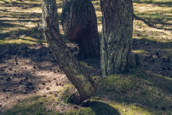 Vue Rapprochée Des Arbres Écorce Couverte Lichen Forêt Dansante Flèche — Photo