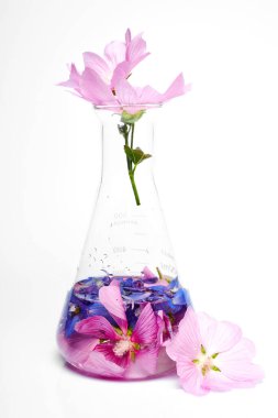 Laboratuvar matarasında pembe ve mavi çiçeklerin karışımı bulunur. Canlı renkleri sergilenir. Bir çiçek şişenin dışına eğiliyor, sanatsal ekrana ekliyor..