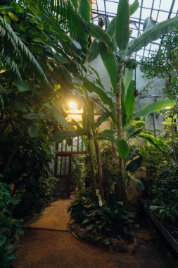 Ziyaretçiler, büyük bitkiler ve yeşilliklerle dolu küçük bir kapalı bahçede yürürler..