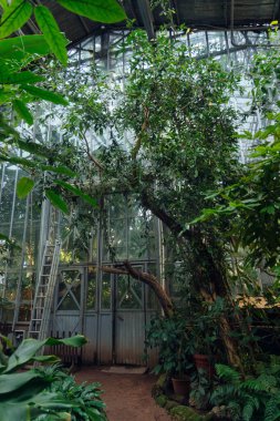 Tropik bitkilerle dolu bir seranın içinde büyük bir ağaç yetişiyor. Merdiven cam duvarlara dayanıyor ve güneş ışığı yapraklardan ve camdan süzülüyor..