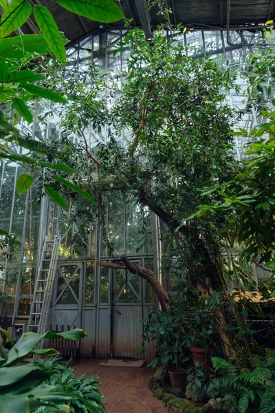 Tropik bitkilerle dolu bir seranın içinde büyük bir ağaç yetişiyor. Merdiven cam duvarlara dayanıyor ve güneş ışığı yapraklardan ve camdan süzülüyor..