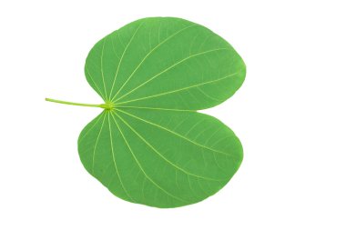 Beyaz arka plan ve kırpma yolu üzerinde bırakın