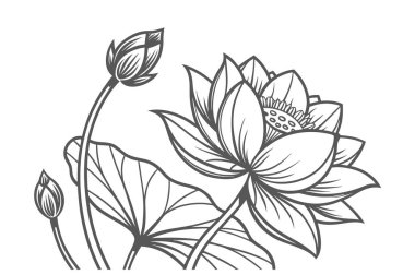 Beyaz arka planda zarif gri nilüfer çiçeği deseni çiziyor. Duvar kağıtları, tekstil, ambalaj, kırtasiye ve modern dekoratif tasarımlar için asgari çiçek çizimi ideal.