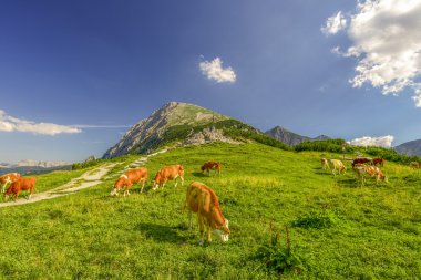 Alp çayırında sığırlar