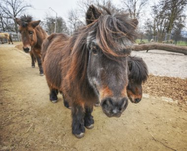 Koyu kahverengi midilli