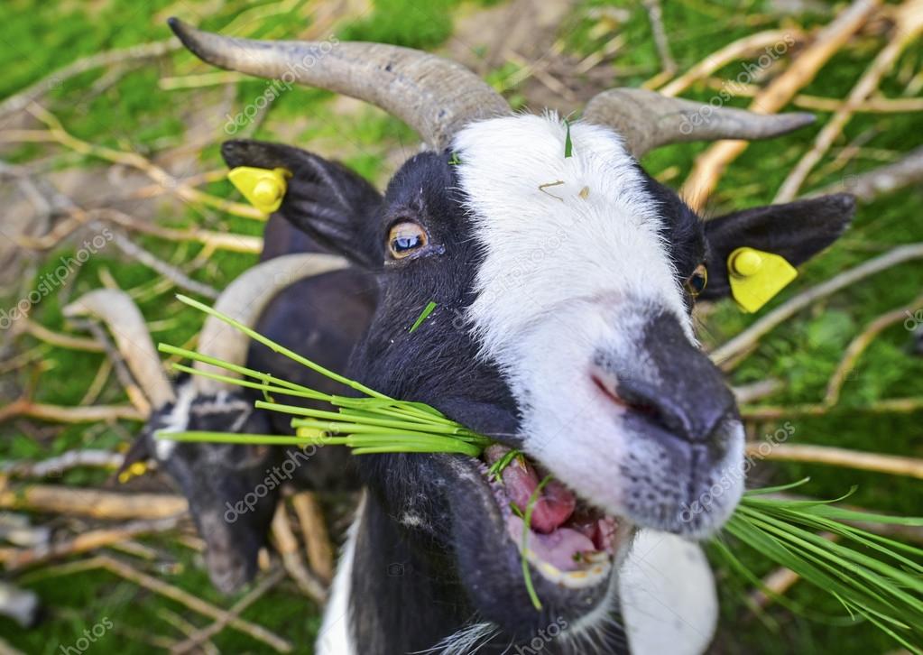 depositphotos_121285336-stock-photo-goat-eating-grass.jpg