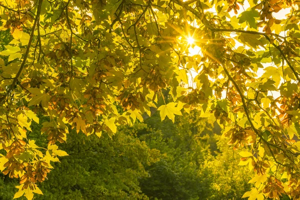 Outono natureza fundo e raios de sol — Fotografia de Stock