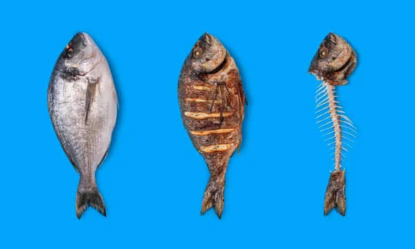 Dorado fish raw, cooked and only bones top view isolated on a blue background. Collage with a dorado fish, from raw to cooked and eaten.