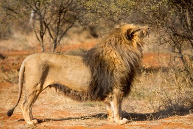 Afrika ayakta ve kükreyen aslanı