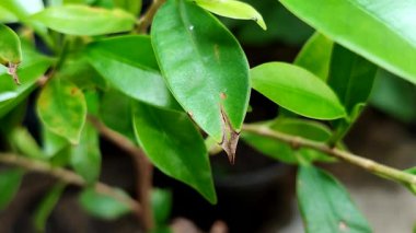 Yaprak hastalığından etkilenen bitki yaprakları. Bu hastalık Phytophthora Colocasiae olarak bilinen bir su mantarı enfeksiyonundan kaynaklanıyor..