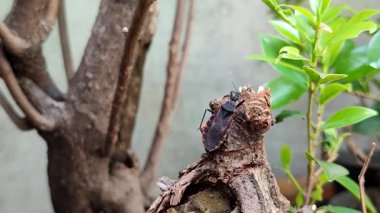 Bitkinin üzerinde öpüşen böcekler (Triatominae). Bu böcekler genellikle Chagas hastalığıyla ilişkilendirilirler..