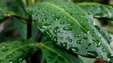 Öğleden sonra yağmur damlalarıyla birlikte yaprakların doğal arkaplanı.