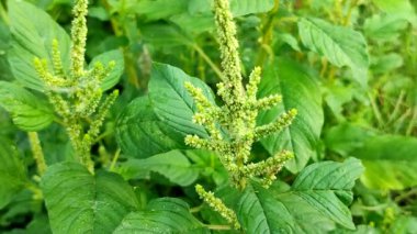 Dikenli araranth veya dikenli araranth veya dikenli domuz otu (Amaranthus spinosus). Geleneksel tıbbi özellikleriyle tanınan yabani bir bitki..