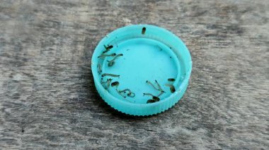 Sivrisinek larvaları su birikintilerinde plastik şişe kapaklarında ahşap arka planda..