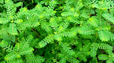 Phyllanthus niruri ya da Phyllanthus urinaria, yabani bir bitkidir ve sık sık ot olarak kabul edilir, ancak çeşitli tropikal bölgelerde geleneksel tıpta yaygın olarak bilinir..