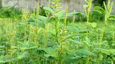 Dikenli araranth veya dikenli araranth veya dikenli domuz otu (Amaranthus spinosus). Geleneksel tıbbi özellikleriyle tanınan yabani bir bitki..