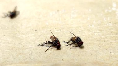 Sinekler özel bir sinek tutkalı tuzağına takıldı. haşere kontrolü kavramı