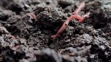 Yerin üstünde kızıl yer solucanları (Eisenia fetida veya Red Wigglers). Kırmızı solucanlar organik atıkları gübreye dönüştürmede en etkilidirler.