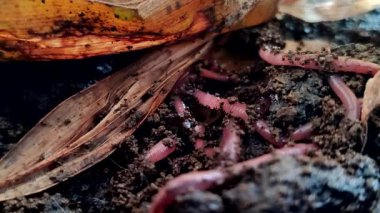 Kırmızı yer solucanları (Eisenia fetida veya Red Worms) kuru yaprakların içinde toprağın yüzeyinde bulunurlar. Kırmızı solucanlar organik atıkları gübreye dönüştürmede en etkilidirler..