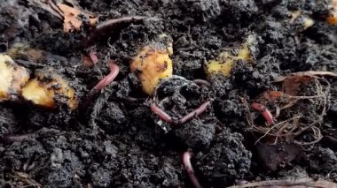 Kırmızı yer solucanları (Eisenia fetida veya Red Worms), muz ve kabuklarıyla toprağın yüzeyindedir. Kırmızı solucanlar organik atıkları gübreye çevirmede en etkilidirler.