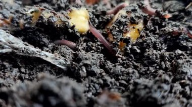 Kırmızı yer solucanları (Eisenia fetida veya Red Worms), muz ve kabuklarıyla toprağın yüzeyindedir. Kırmızı solucanlar organik atıkları gübreye çevirmede en etkilidirler.