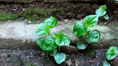 Peperomia pellucida, taş duvarların yanındaki nemli topraklarda doğal olarak yetişir. Pepper Elder, Shining Bush Plant veya Sirih cina olarak da bilinir.