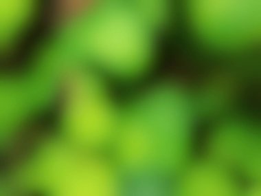 Bulanık soyut yeşil doğa arka planı. Yaz veya bahar tasarımı için yumuşak organik doku