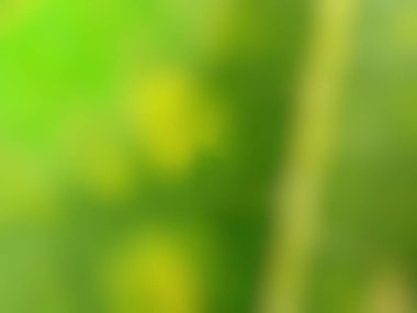 Bulanık soyut yeşil doğa arka planı. Yaz veya bahar tasarımı için yumuşak organik doku