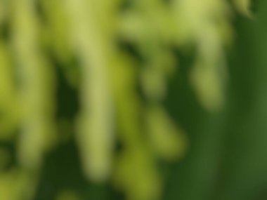 Bulanık soyut yeşil doğa arka planı. Yaz veya bahar tasarımı için yumuşak organik doku