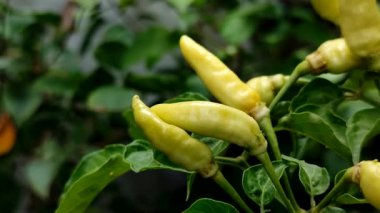 Cayenne biberi veya Cabai rawit bu kırmızı biber bahçesinde bol bol yetişir ve Güneydoğu Asya 'da popüler bir yemek malzemesidir..