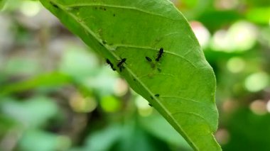Yeşil yaprakların altındaki siyah karınca ve yaprak bitlerinin (Aphidoidea) karşılıklı ortak yaşamı, bitki haşereleri ve doğal ekosistem kavramı