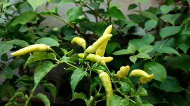 Cayenne biberi veya Cabai rawit bu kırmızı biber bahçesinde bol bol yetişir ve Güneydoğu Asya 'da popüler bir yemek malzemesidir..