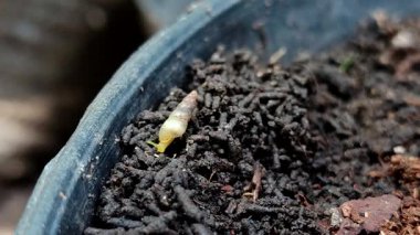 Bir grup minyatür awlsnail ya da yerde sürünen tropikal awlsnail (Subulina octona). Bu hayvanlar bitkilerin baş belasıdır..