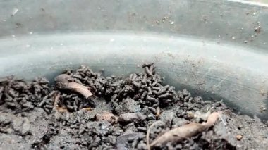 Siyah plastik kapta solucan dökme ya da vermicast, organik gübre, bahçıvanlık için doğal toprak zenginleştirme, besin açısından zengin toprak solucanı gübresi.