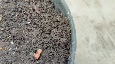 Siyah plastik kapta solucan dökme ya da vermicast, organik gübre, bahçıvanlık için doğal toprak zenginleştirme, besin açısından zengin toprak solucanı gübresi.