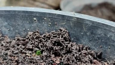 Siyah plastik kapta solucan dökme ya da vermicast, organik gübre, bahçıvanlık için doğal toprak zenginleştirme, besin açısından zengin toprak solucanı gübresi.