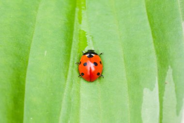 Yeşil yaprakta oturan uğur böceği