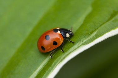 Yeşil yaprakta oturan uğur böceği