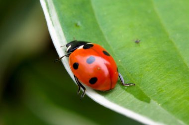 Yeşil yaprakta oturan uğur böceği