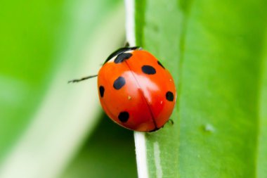 Yeşil yaprakta oturan uğur böceği