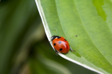 Yeşil yaprakta oturan uğur böceği