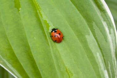 Yeşil yaprakta oturan uğur böceği