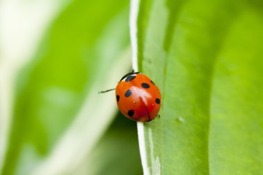 Yeşil yaprakta oturan uğur böceği