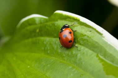 Yeşil yaprakta oturan uğur böceği