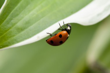 Yeşil yaprakta oturan uğur böceği